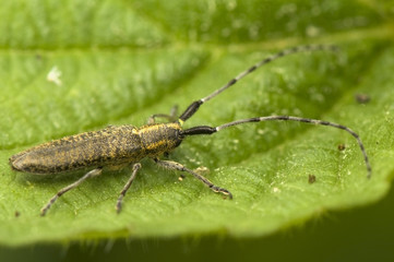 Fototapeta premium Agapanthia villosoviridescens