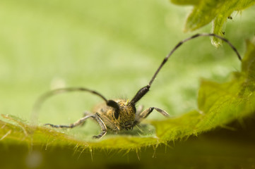 Agapanthia villosoviridescens