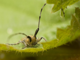 Agapanthia villosoviridescens