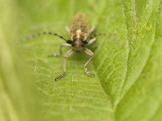 Agapanthia villosoviridescens