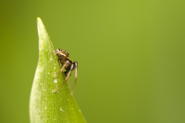 Xysticus cf. ulmi - male