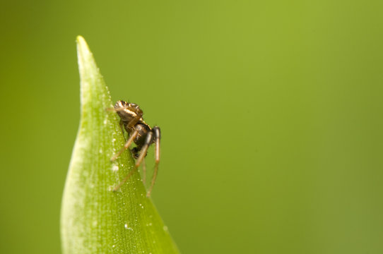 Xysticus cf. ulmi - male