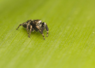 Jump spider - Evarcha