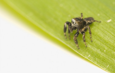 Naklejka premium Jump spider - Evarcha