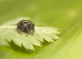 Jump spider - Evarcha