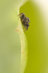 Jump spider - Evarcha