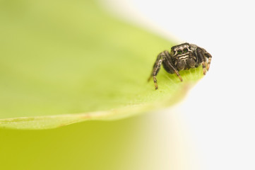 Jump spider - Evarcha