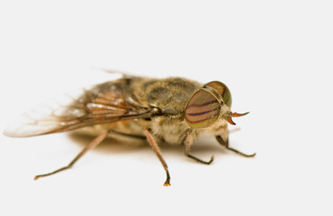 Fototapeta na wymiar Big fly