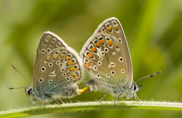 Polyommatus icarus