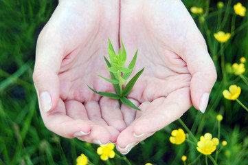 Young plant in hand against green nature background