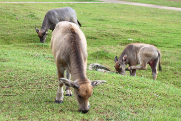 Buffaloes in grass field