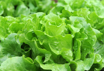 healthy lettuce growing in the soil .