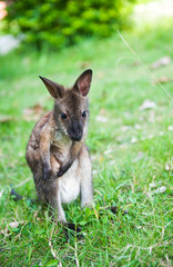 small western grey kangaroos
