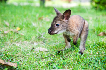 small western grey kangaroos