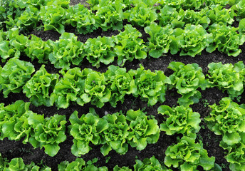 lettuce growing in the soil .