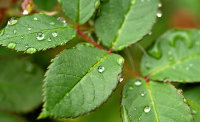 water drops on leaves