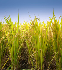 shot of rice field and drops