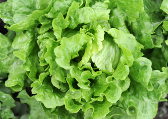 lettuce growing in the soil .
