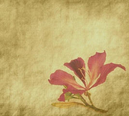 bauhinia flower on Grunge Abstract Background .