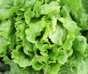 lettuce growing in the soil .