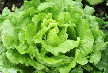 Fresh salad lettuce