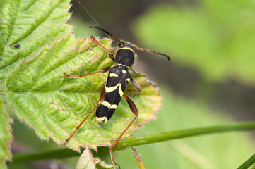 Eichenwidderbock - Plagionotus arcuatus