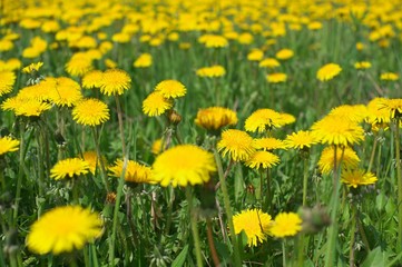 Fototapeta premium Dandelions