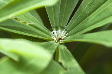 Wassertropfen auf einer Pflanze