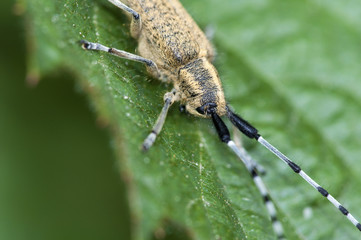 Distelbock - Agapanthia villosoviridescens