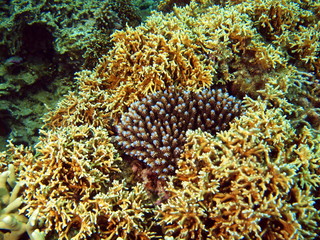 Stony corals of the South-Chinese sea