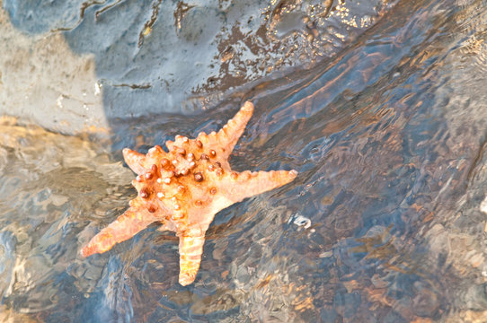 starfish on ocean