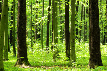 Fototapeta na wymiar piękny las