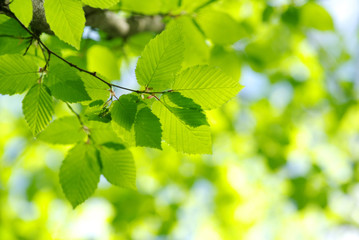 green leaves