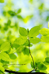 green leaves