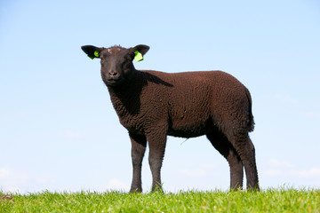 Fototapeta premium Black sheep