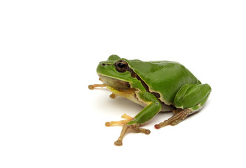 Fototapeta premium European tree frog Hyla arborea