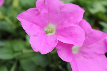 ピンクのペチュニアの花