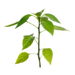 Plant on a white background