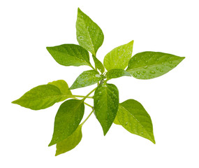 Plant on a white background