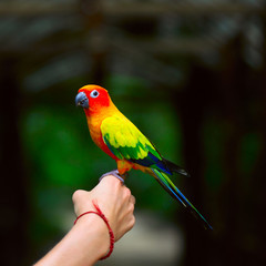 Colorful parrot sitting on a human finger
