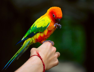 Colorful parrot sitting on a human finger