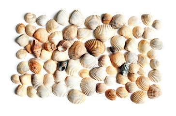 Seashells