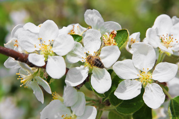 Obraz na płótnie Canvas Blossoming of apple tree