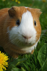 cavy