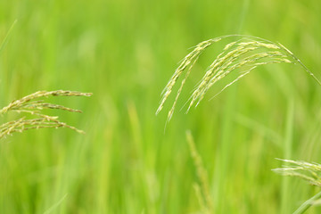thai rice detail