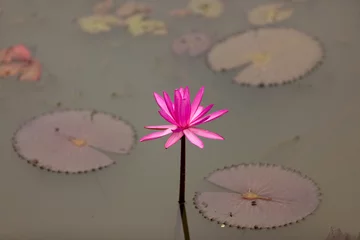 Zelfklevend Fotobehang Waterlelie pink water lily in pond