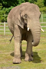 &eacute;l&eacute;phant