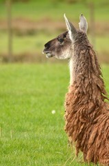 llama