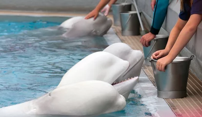 Photo sur Plexiglas Dauphin Beluga whale in the pool and hands of people