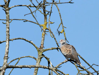 Streptopelia turtur - tourterelle de bois - turtle dove